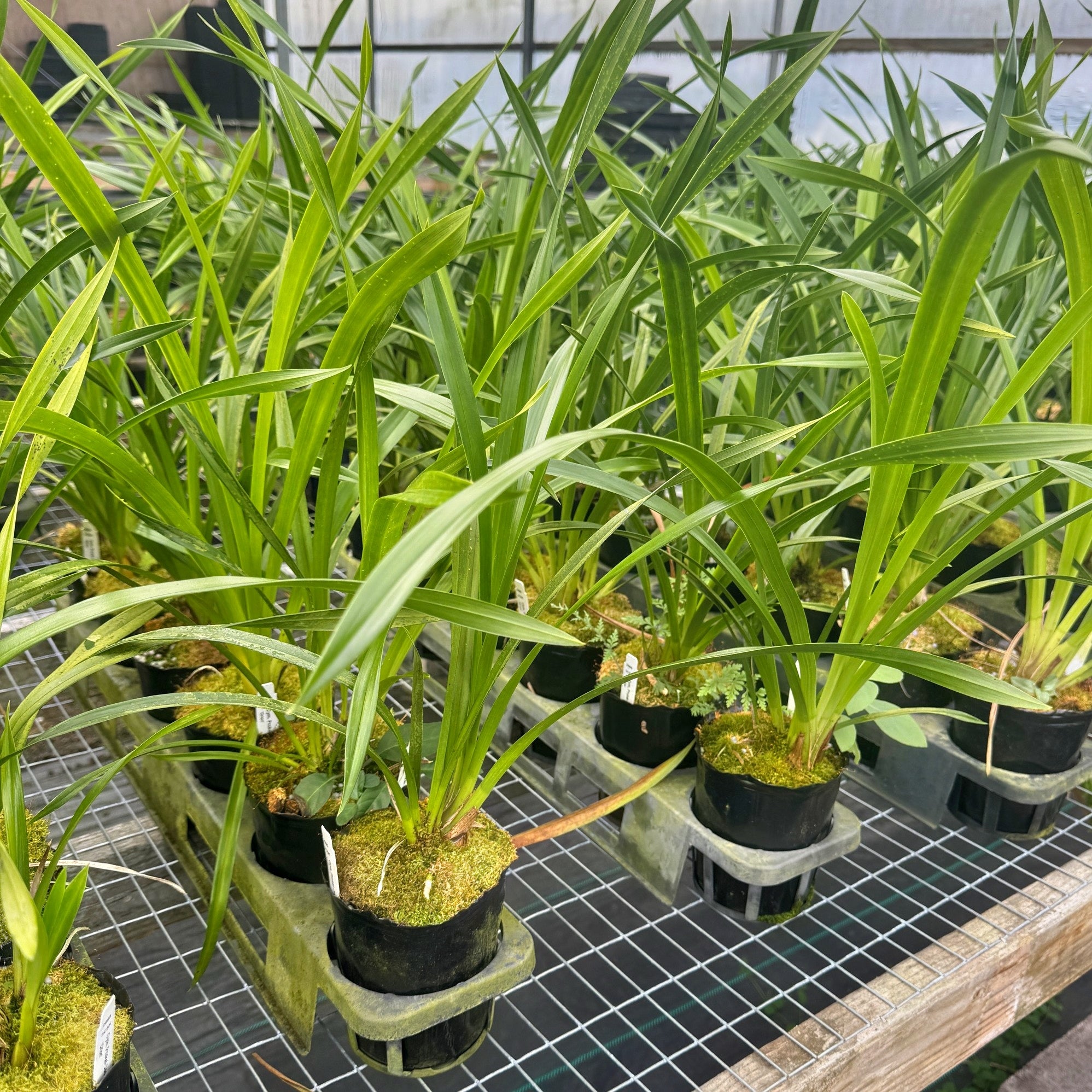Cymbidium Prakai-Dao 'Orion' (4