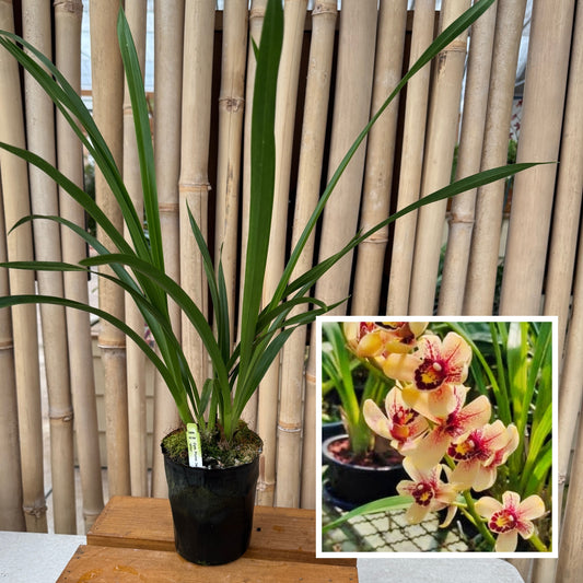 Cymbidium Prakai-Dao 'Orion' (4" Pot) - Not Blooming
