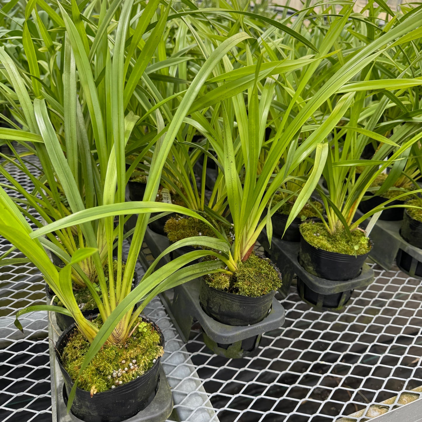 Cymbidium Prapuy Luang 'PK' (Not Blooming)