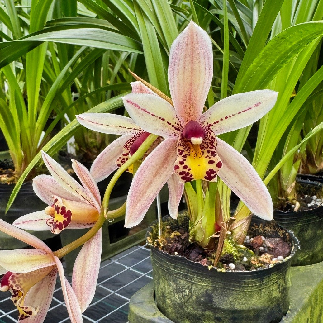 Cymbidium Prapuy Luang 'PK' (Not Blooming)