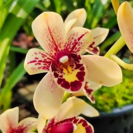 Cymbidium Prakai-Dao 'Orion' (4" Pot) - Not Blooming