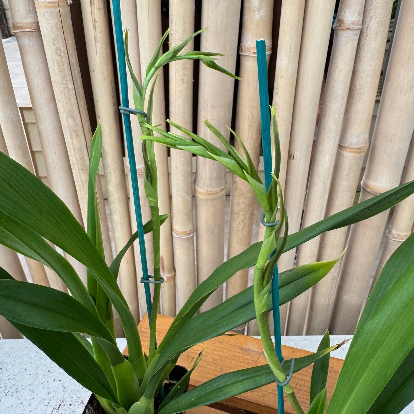 Brsa. Daddy Long Legs 'Fred Schwartz' (4" pot) - With Buds