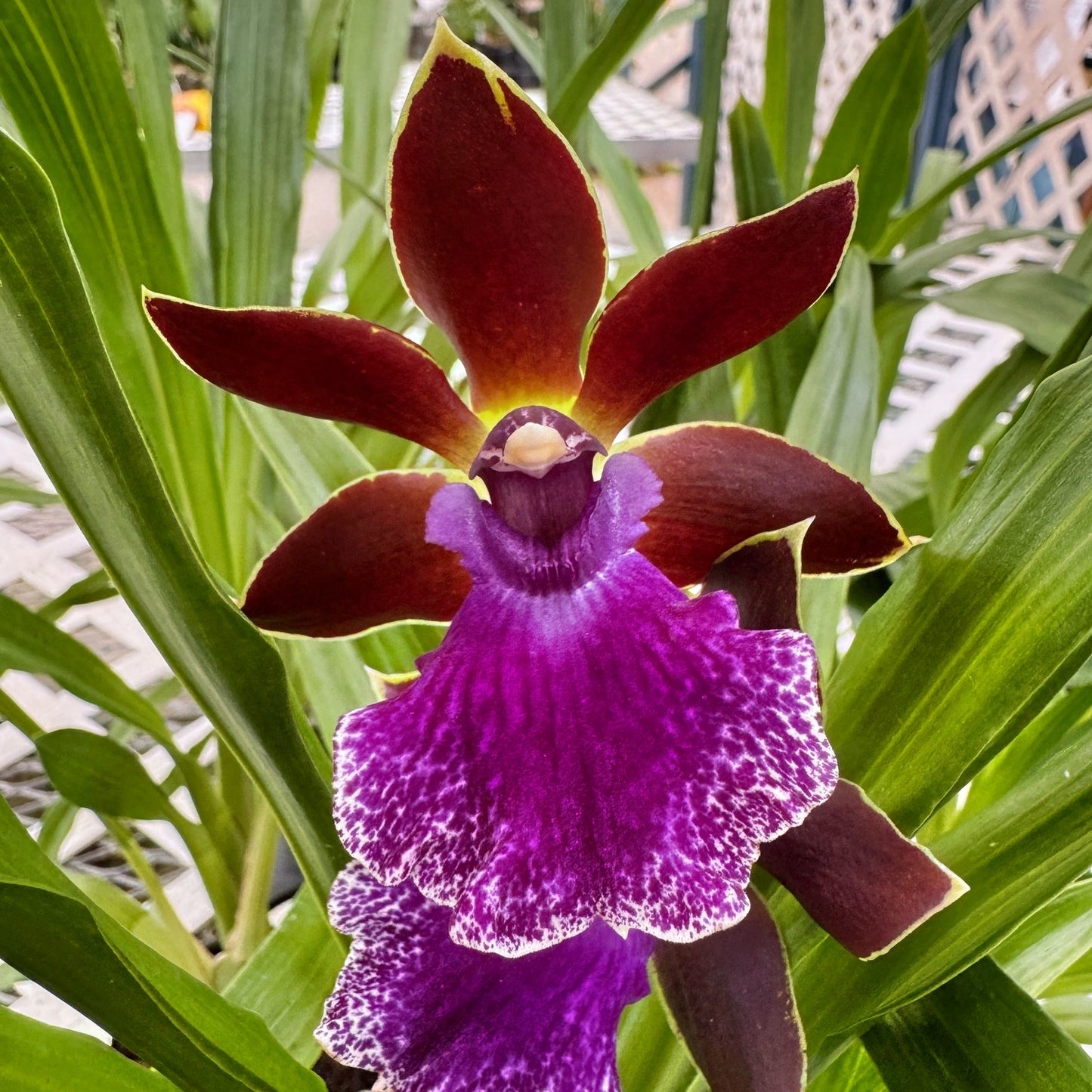 Zygo. Debbie DeMello 'Honolulu Baby' (4" Pot) - Not Blooming