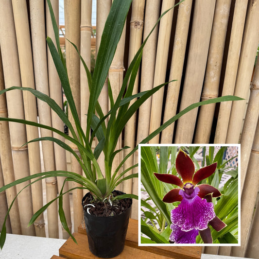 Zygo. Debbie DeMello 'Honolulu Baby' (4" Pot) - Not Blooming