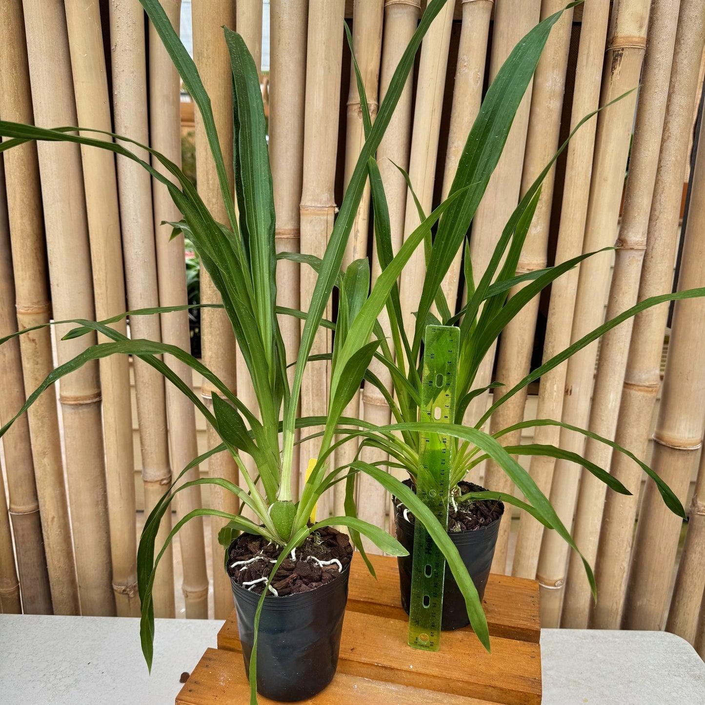 Zygo. Debbie DeMello 'Honolulu Baby' (4" Pot) - Not Blooming