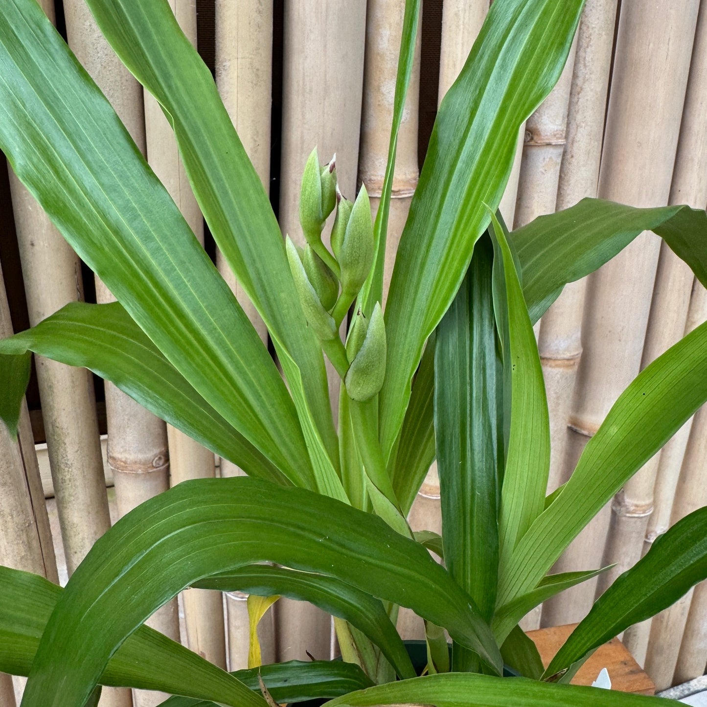 Zygo. Debbie DeMello 'Honolulu Baby' (5.5" Pot) - Buds