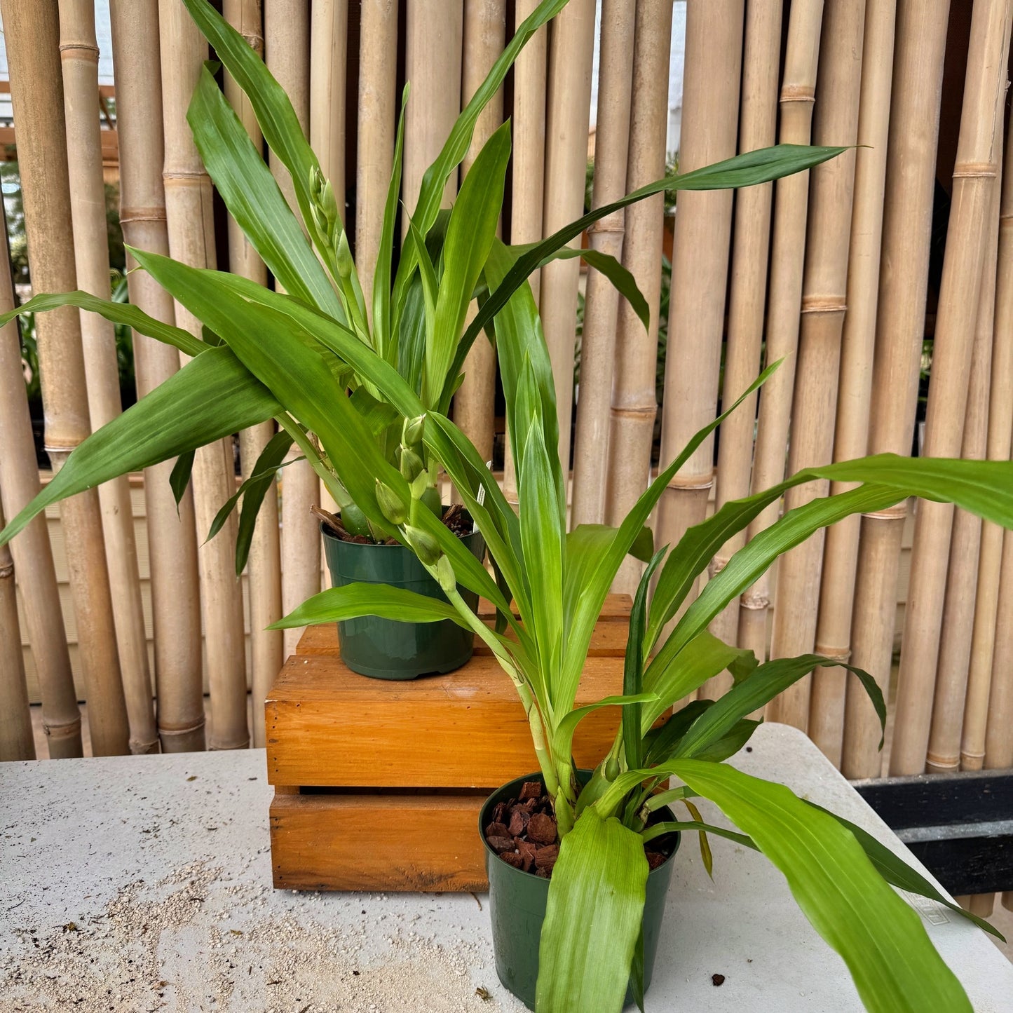 Zygo. Debbie DeMello 'Honolulu Baby' (5.5" Pot) - Buds