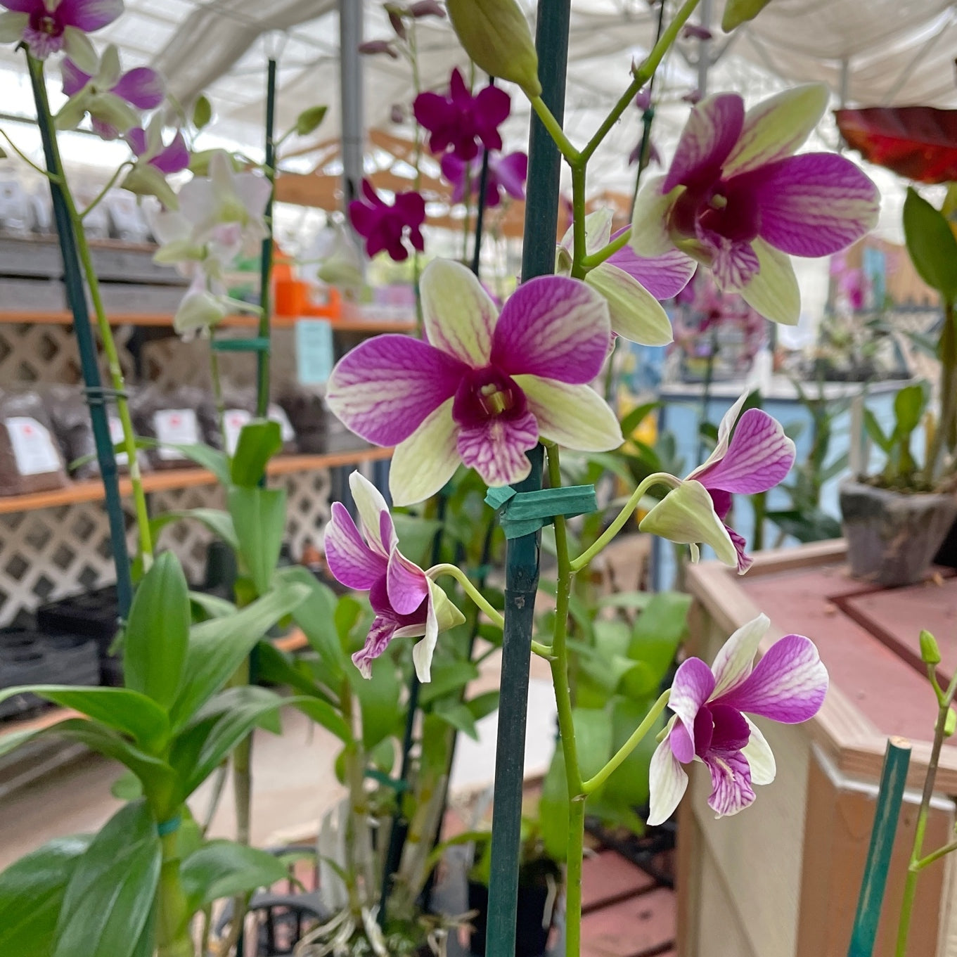 Any 4" Pot Den-Phal Orchid - GROWER'S CHOICE