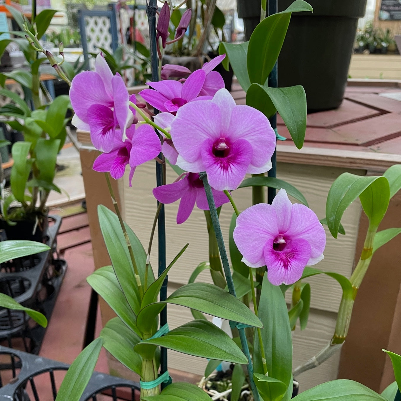 Any 4" Pot Den-Phal Orchid - GROWER'S CHOICE