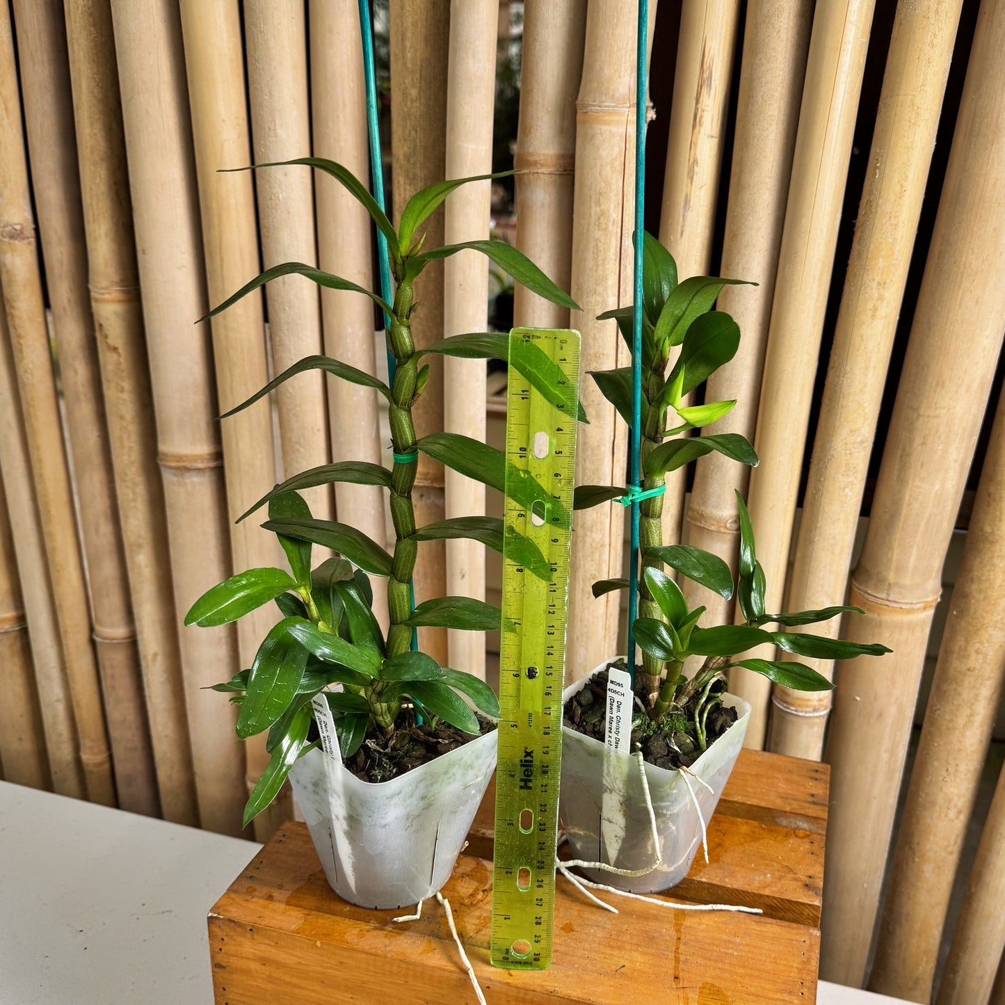 Den. Christy Dawn (4" Pot) - Buds