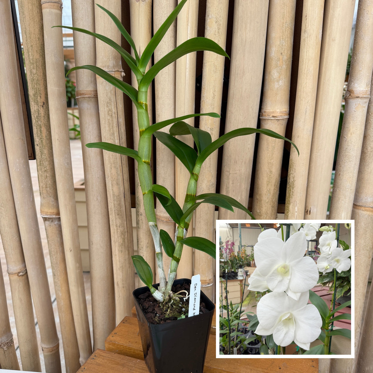 Dendrobium Diamond White (4" Pot) - Not Blooming