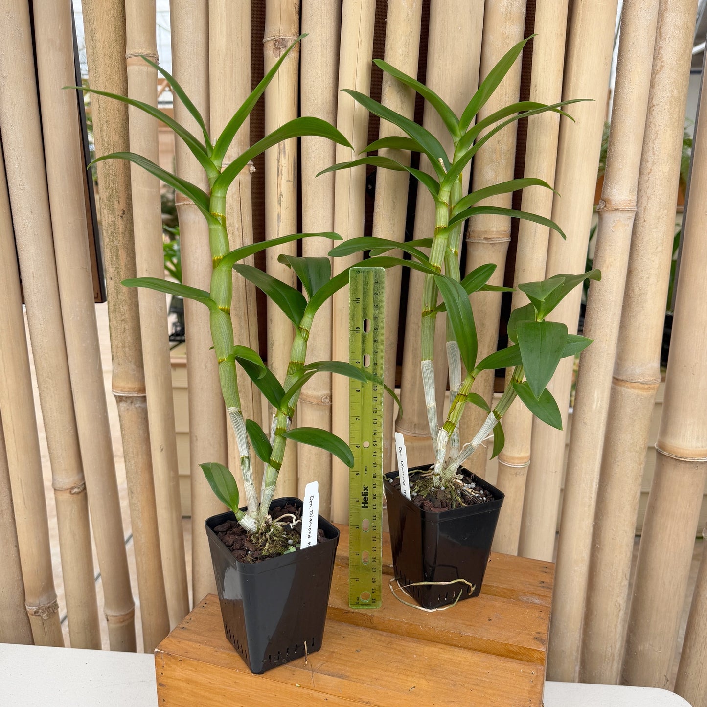 Dendrobium Diamond White (4" Pot) - Not Blooming