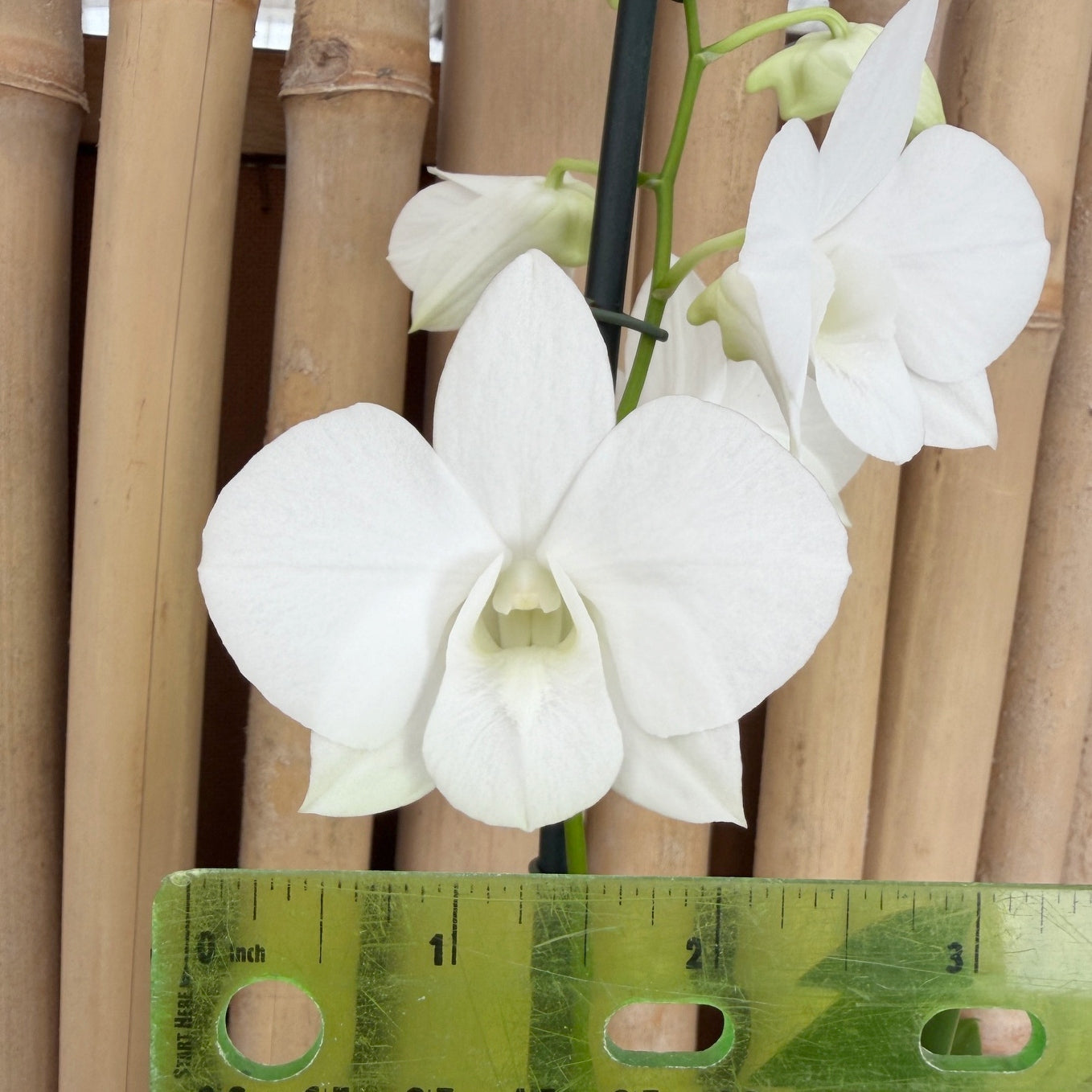 Dendrobium Diamond White (4" Pot) - Not Blooming