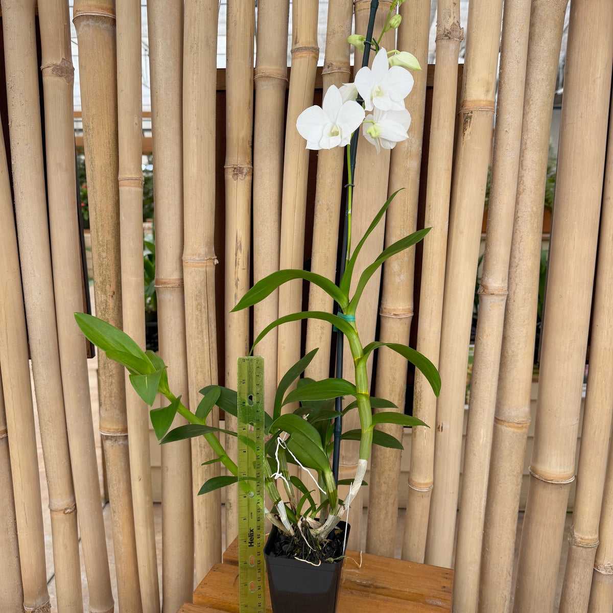 Dendrobium Diamond White (4" Pot) - Not Blooming