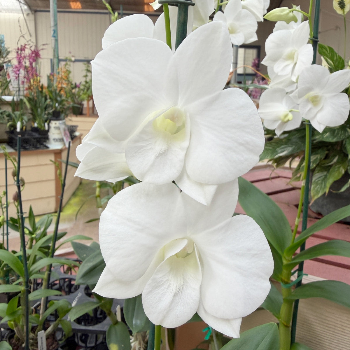Dendrobium Diamond White (4" Pot) - Not Blooming