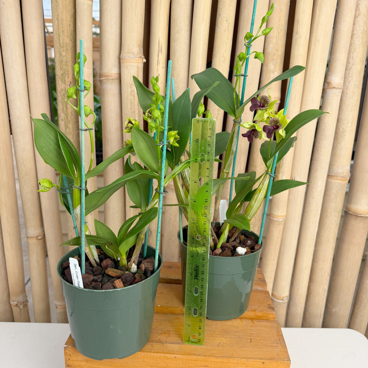 Den. Green Flash  (5.5" Pot) - Buds