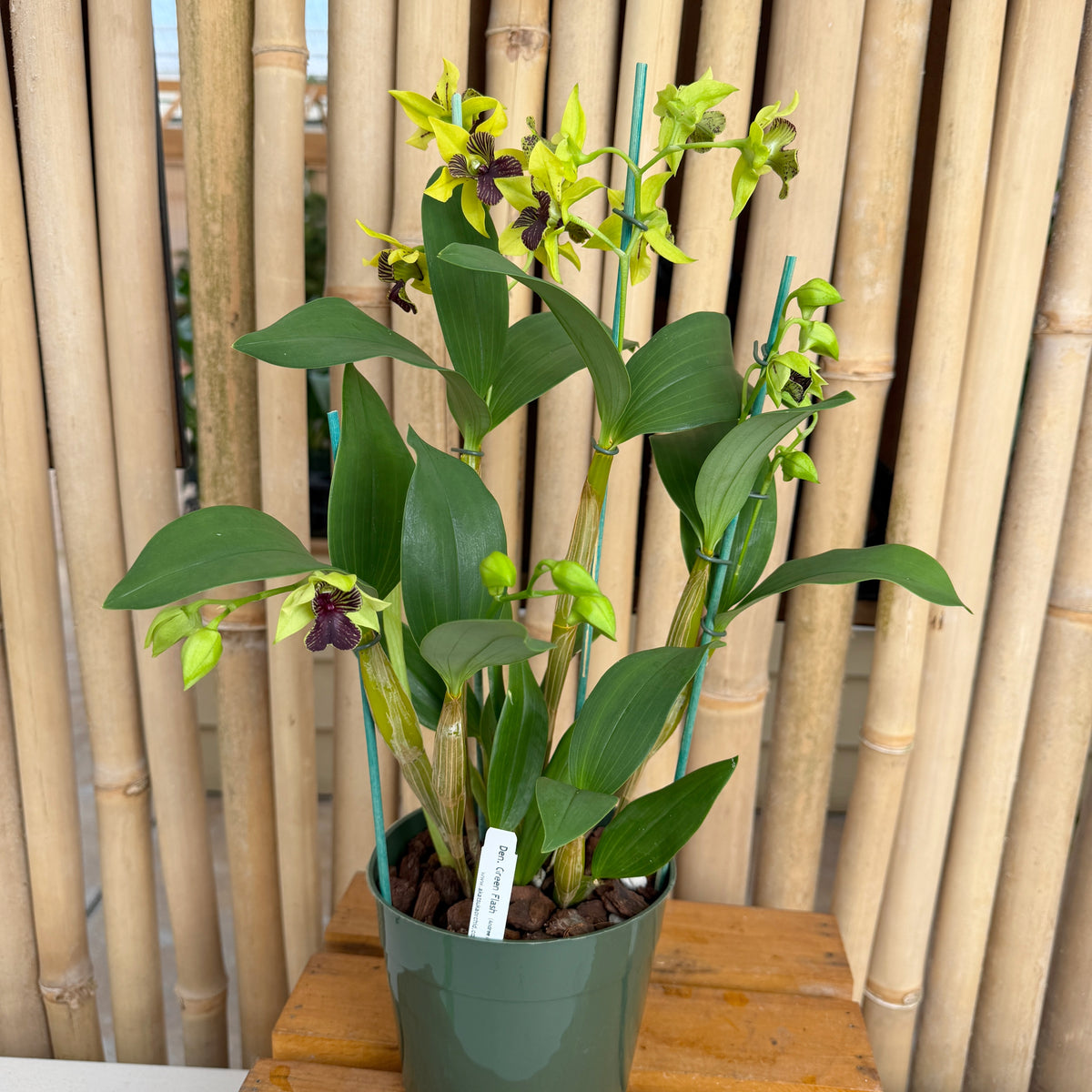 Den. Green Flash  (5.5" Pot) - Buds