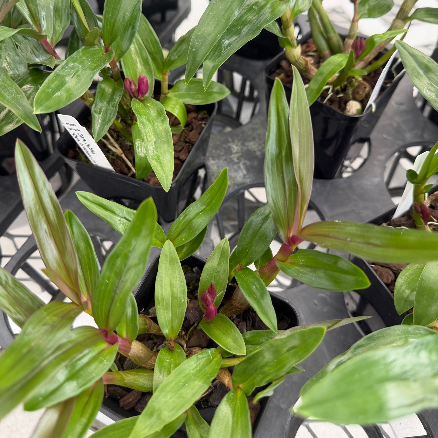 Den. Hibiki (4" pot) - Buds