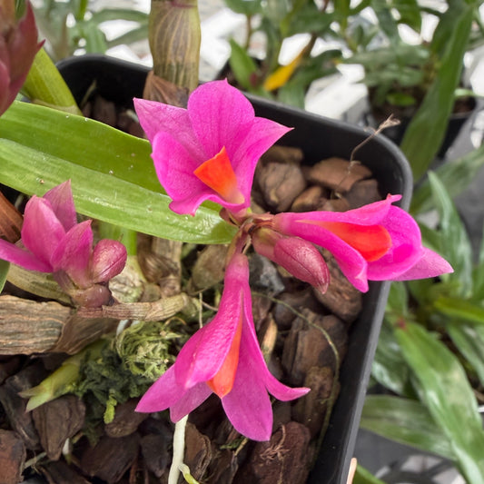 Den. Hibiki (4" pot) - Buds