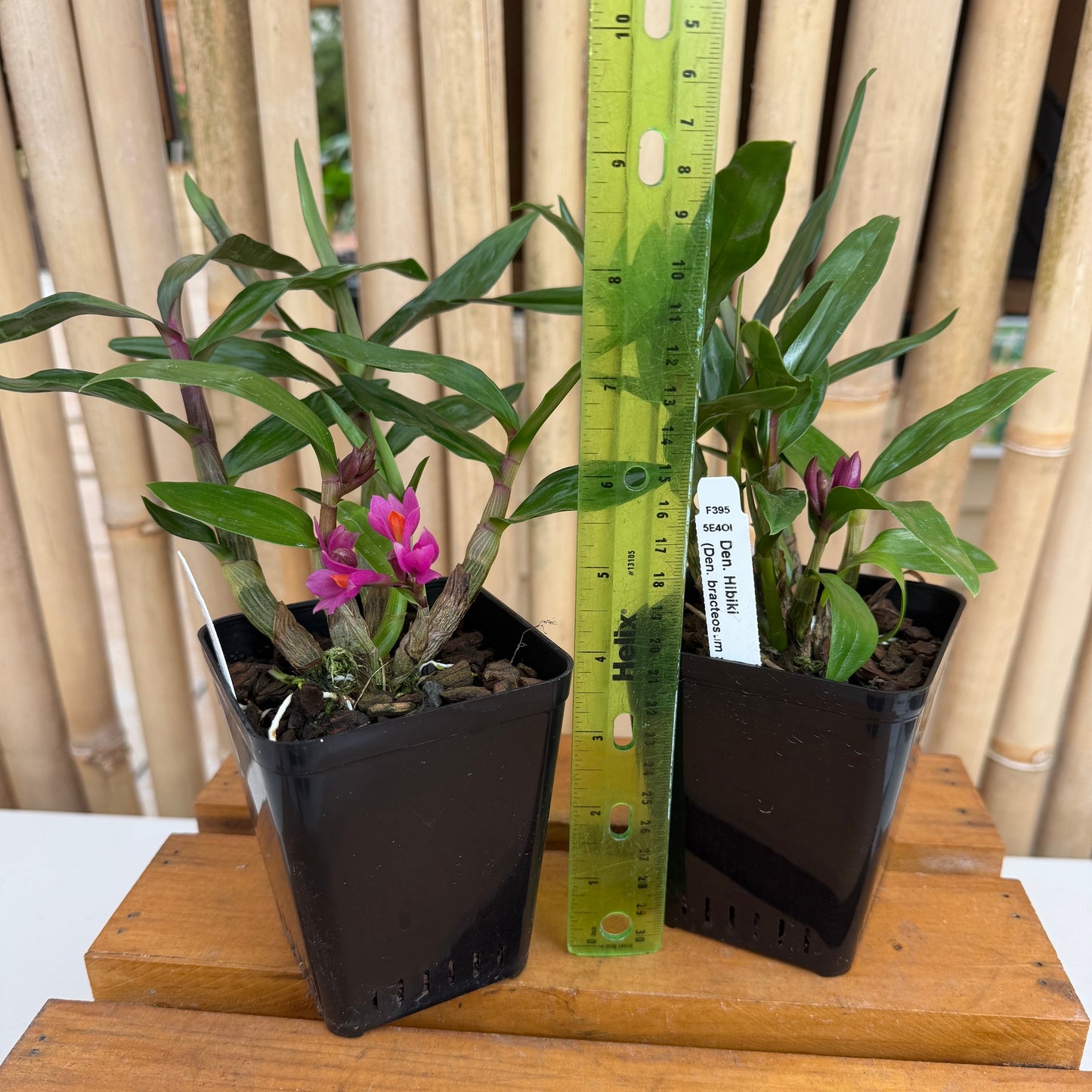 Den. Hibiki (4" pot) - Buds
