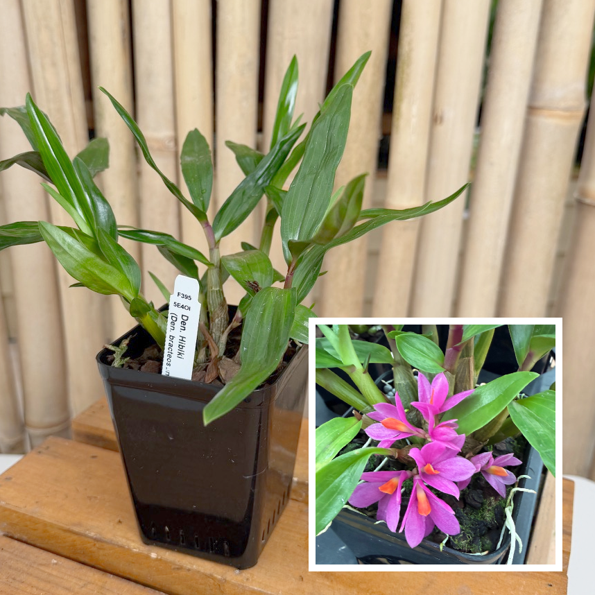 Den. Hibiki (4" pot) - Not Blooming