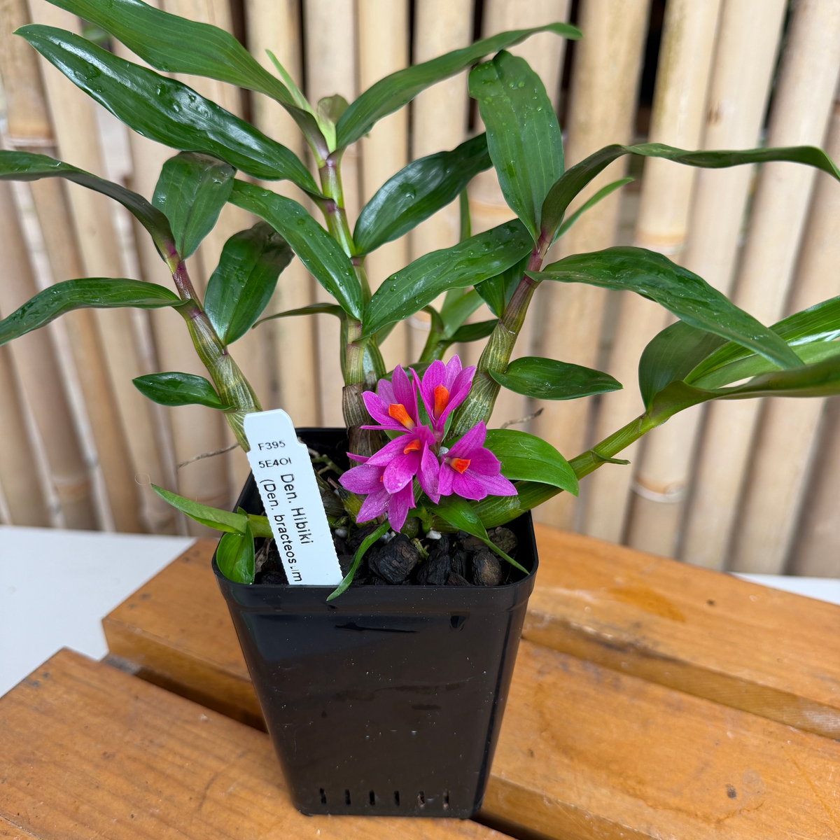 Den. Hibiki (4" pot) - Not Blooming