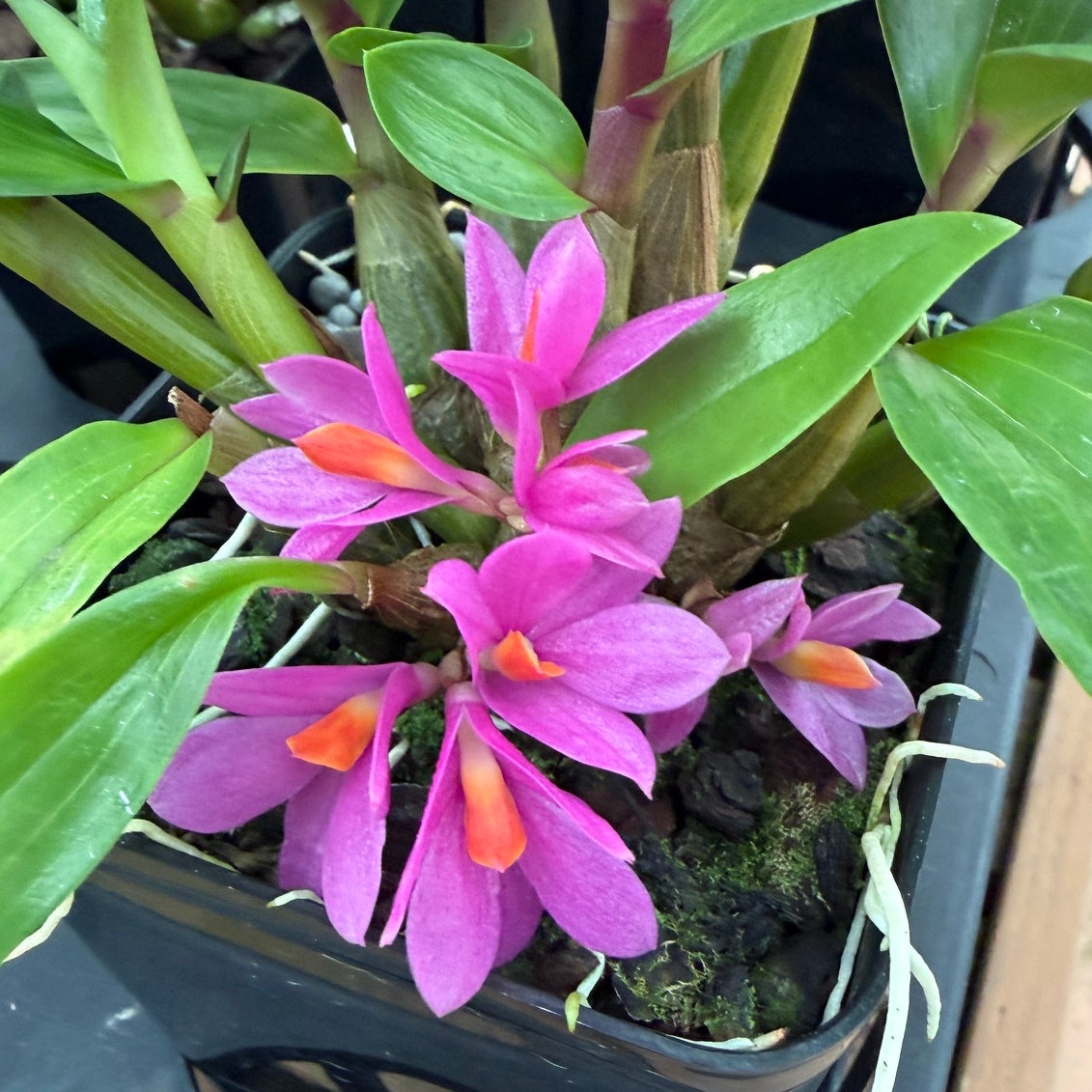 Den. Hibiki (4" pot) - Buds