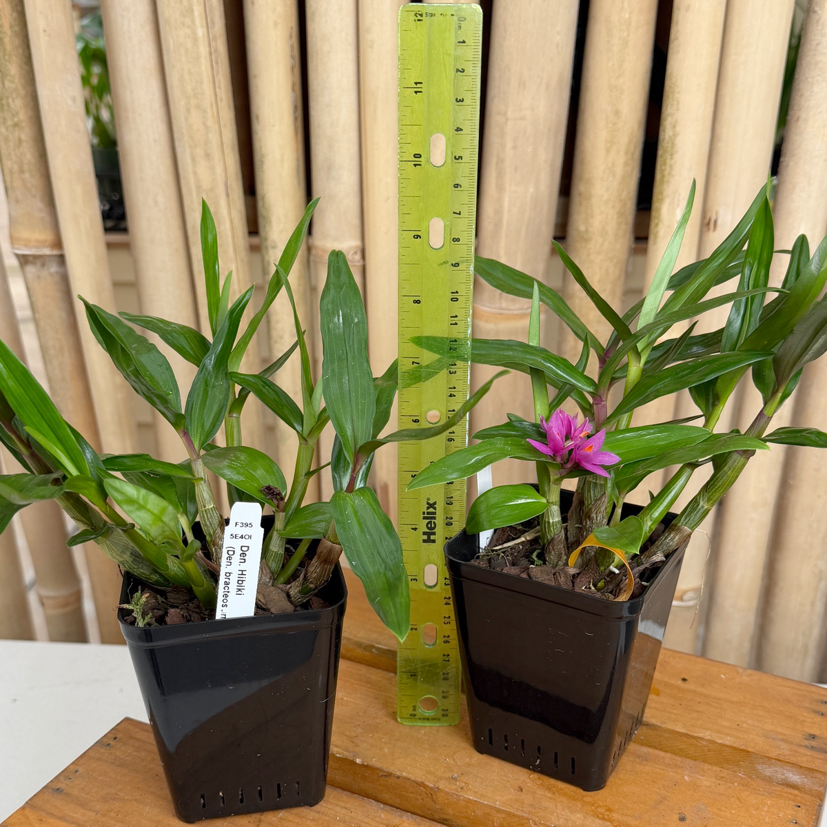 Den. Hibiki (4" pot) - Not Blooming