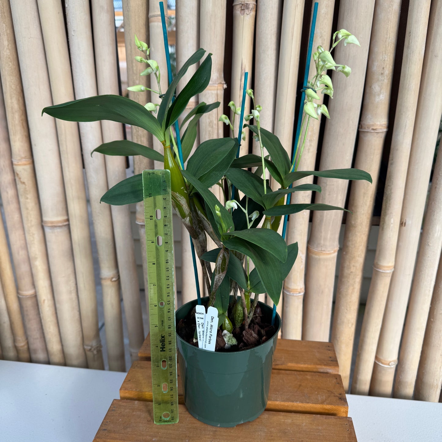 Dendrobium Micro Forbes (5.5" Pot) - Buds