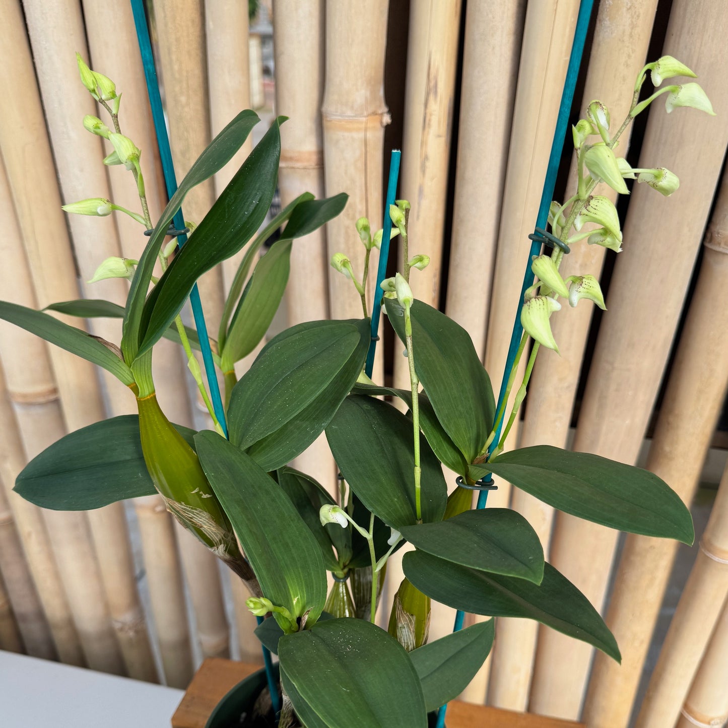 Dendrobium Micro Forbes (5.5" Pot) - Buds