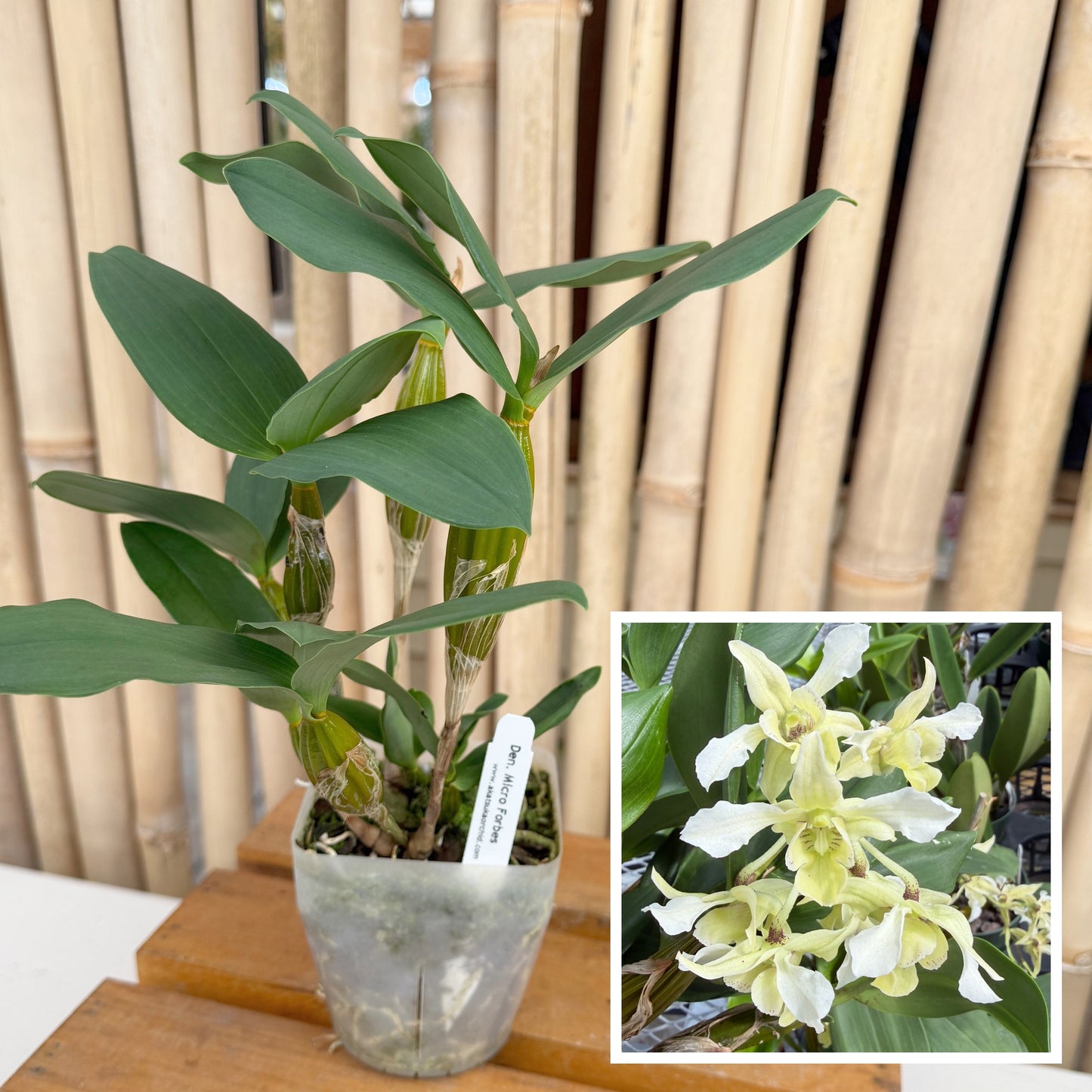 pot plants not budding Dendrobium Micro Forbes (4" Pot)