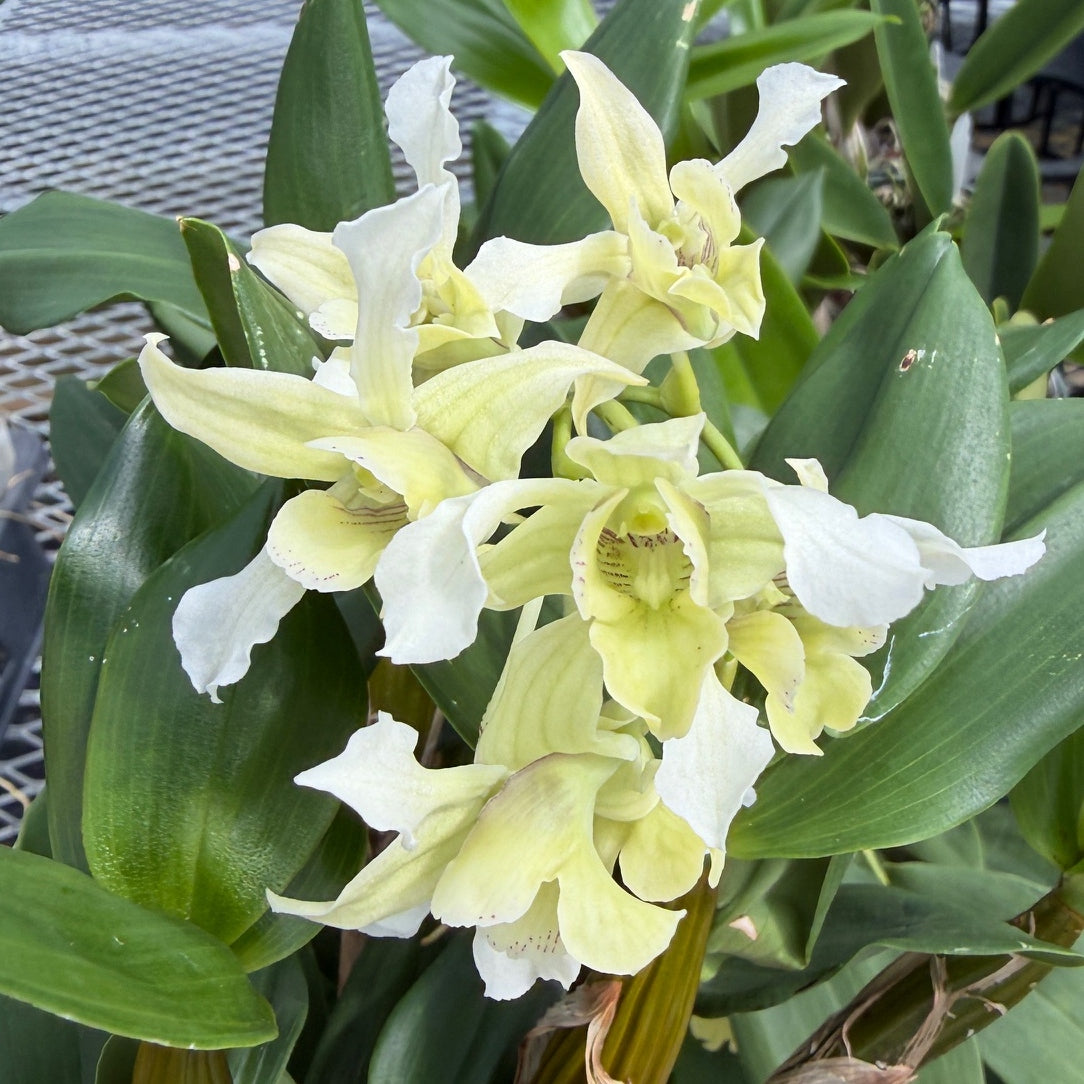Dendrobium Micro Forbes (4" Pot) - Not Blooming