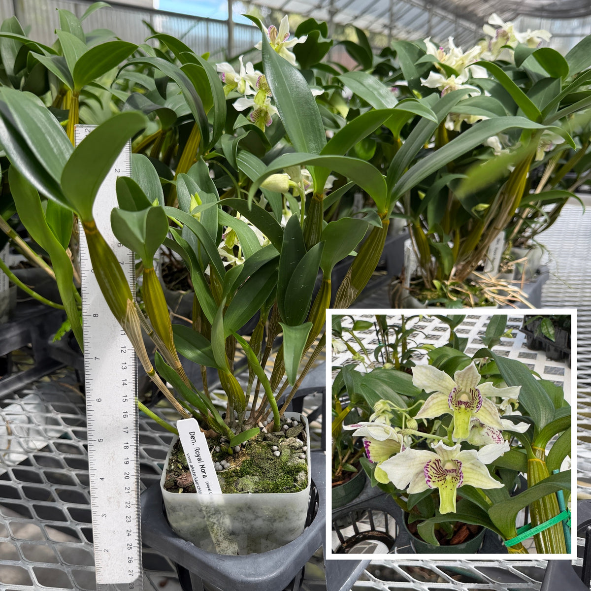 Den. Royal Nora (4" Pot) - Not Blooming