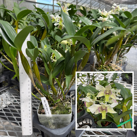 Den. Royal Nora (4" Pot) - Not Blooming
