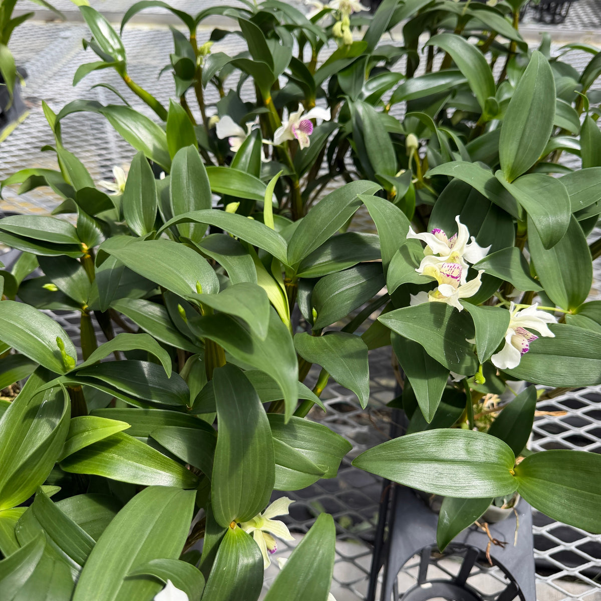 Den. Royal Nora (4" Pot) - Not Blooming