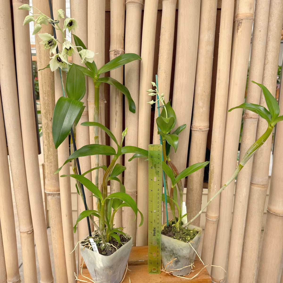 Den. Roy Tokunaga x sib ('Willie Spot' x 'Eve Snow') (4" Pot) - Buds