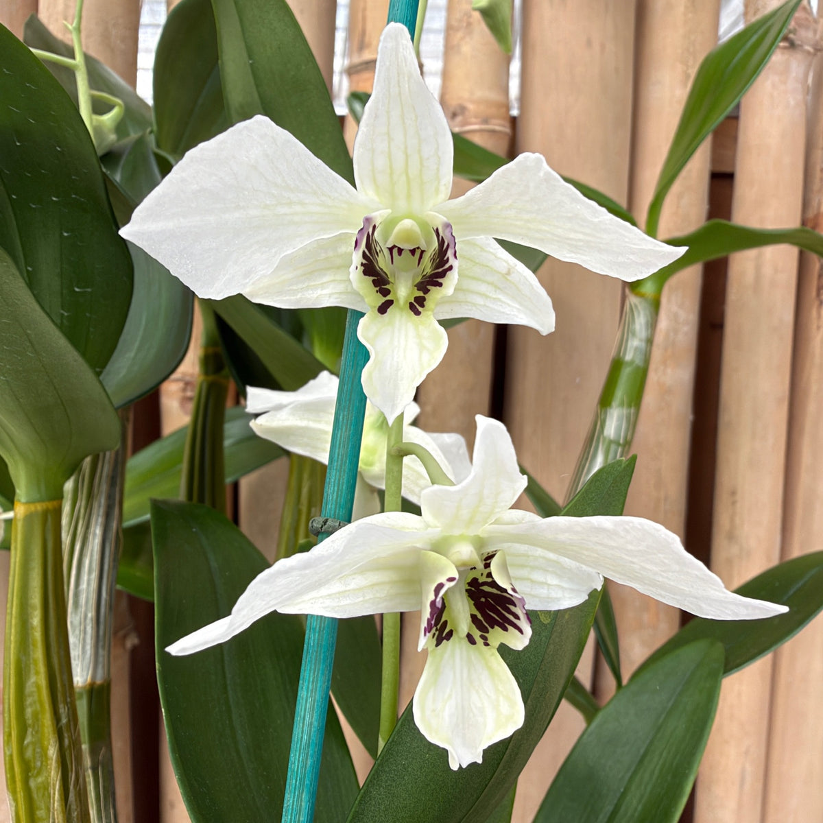 Den. Roy Tokunaga x sib ('Willie Spot' x 'Eve Snow') (4" Pot) - Buds