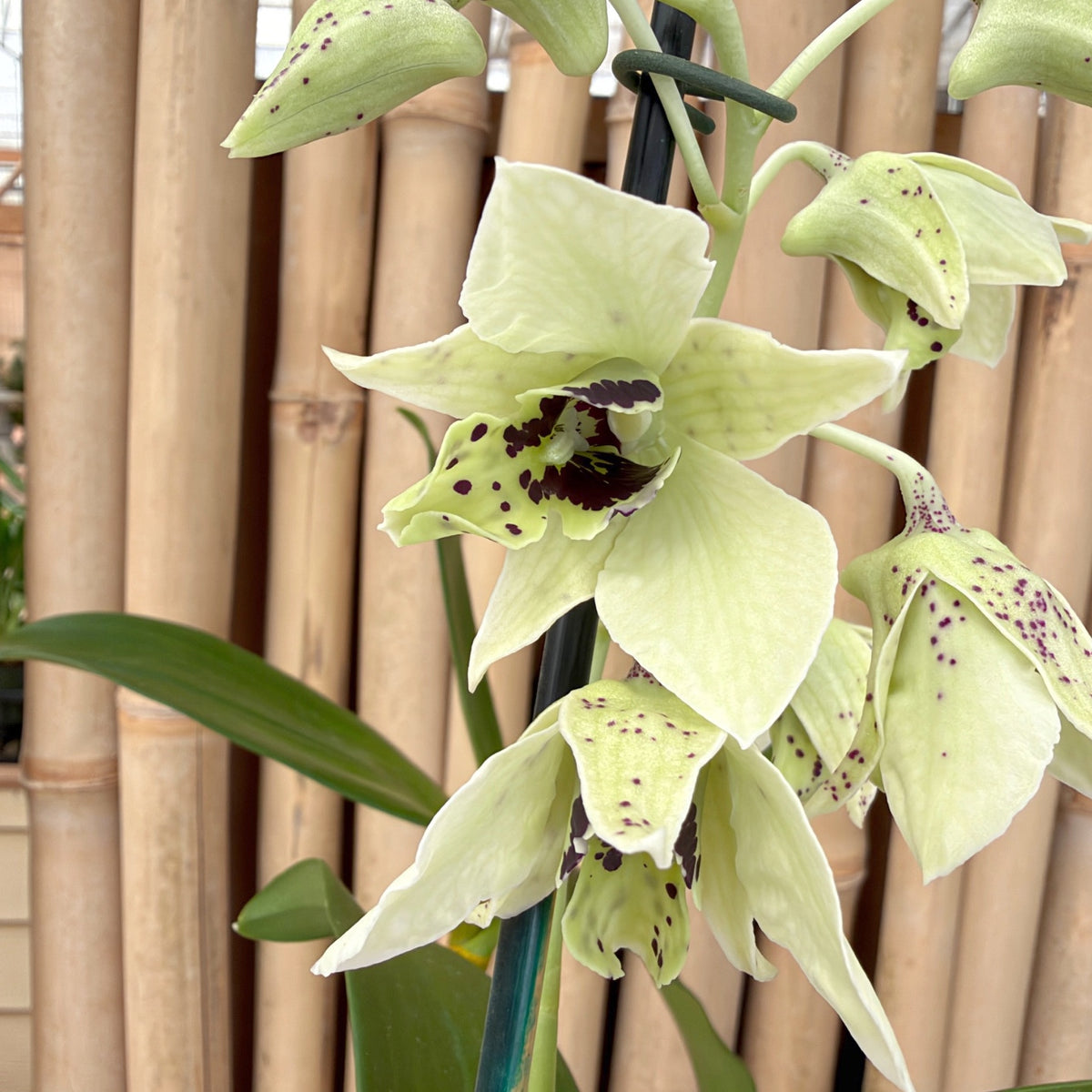 Den. Roy Tokunaga x sib ('Willie Spot' x 'Eve Snow') (4" Pot) - Buds