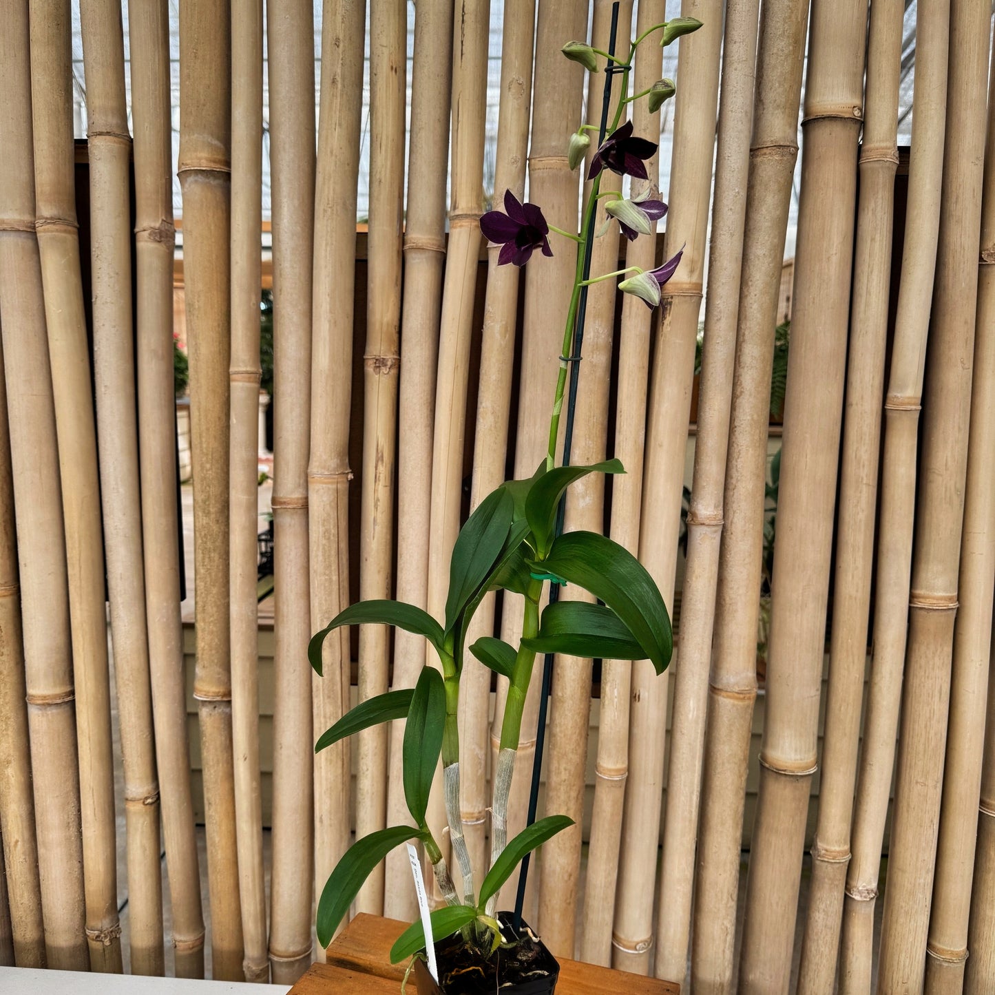 Dendrobium Sakada Blue (4" Pot) - Buds