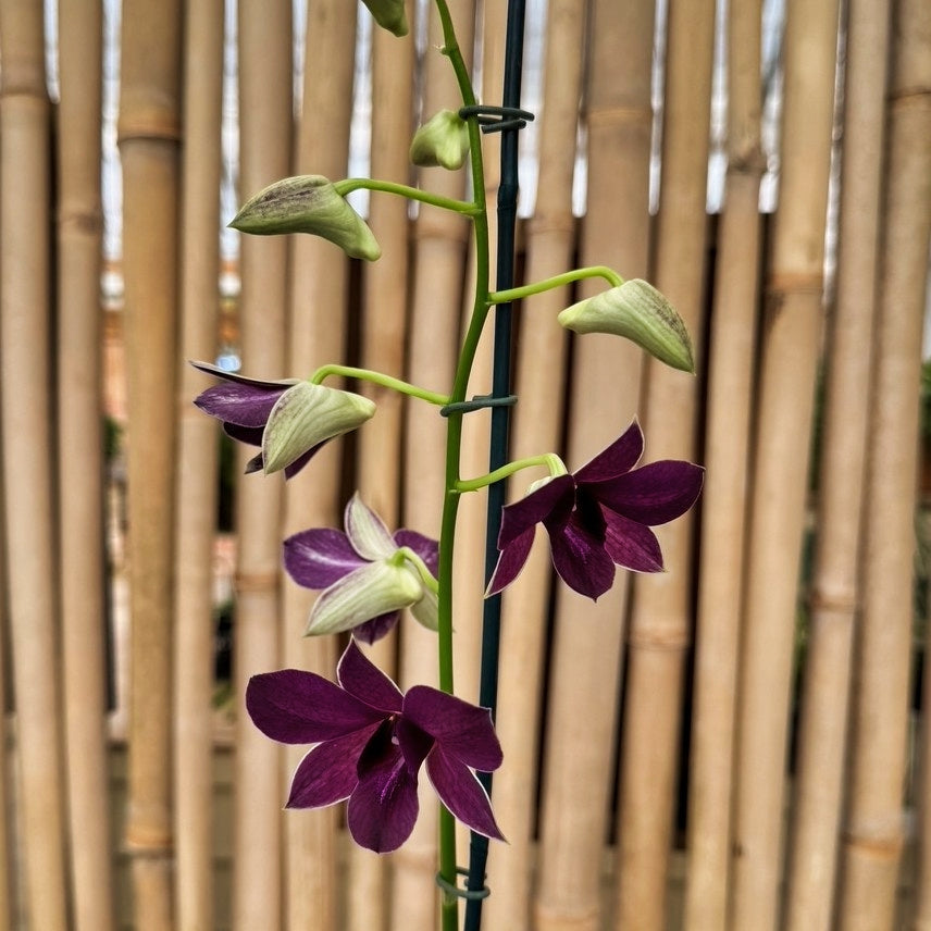 anthurium dendrobiums Dendrobium Sakada Blue (4" Pot)
