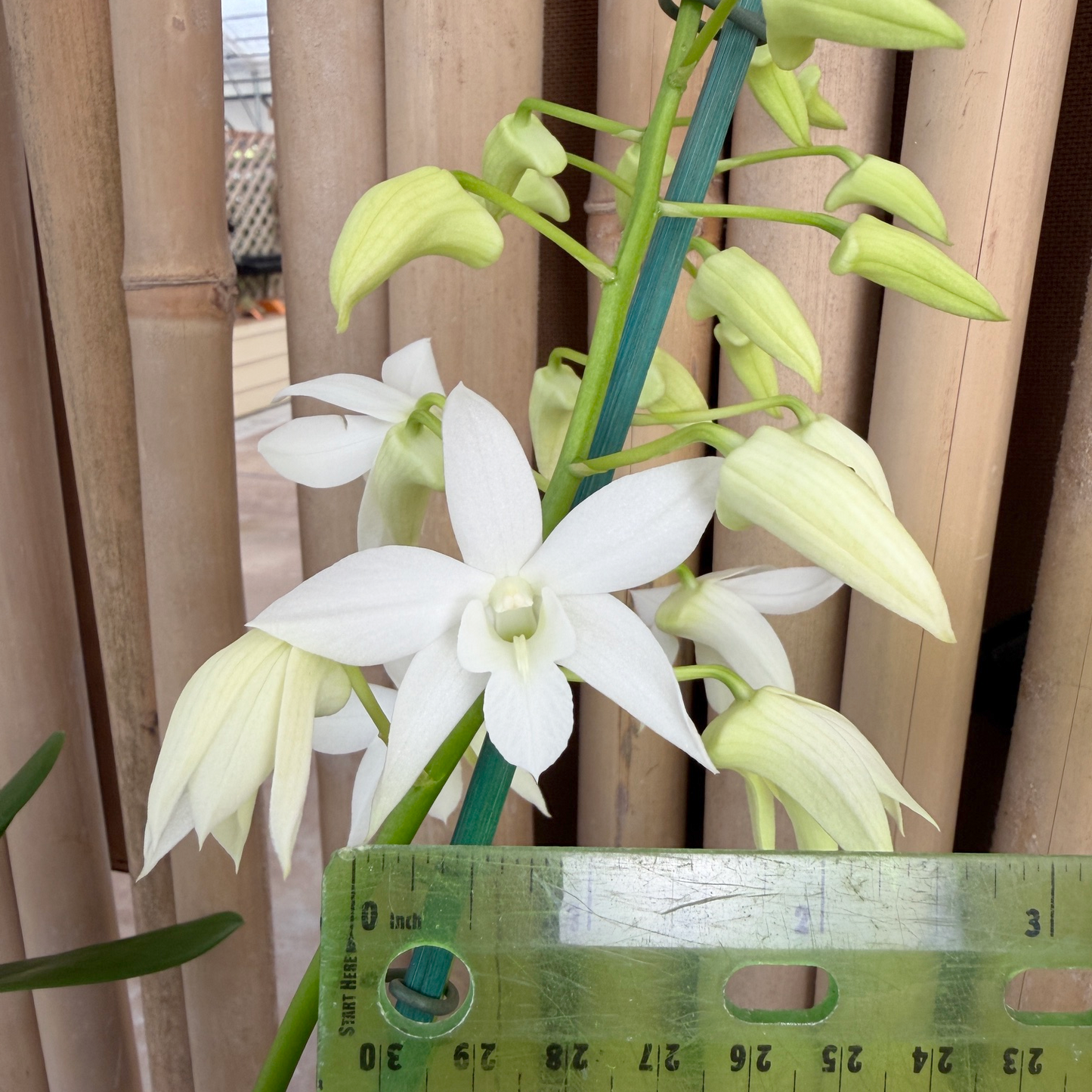 Den. White Grace 'Sato' (4" Pot) - Buds