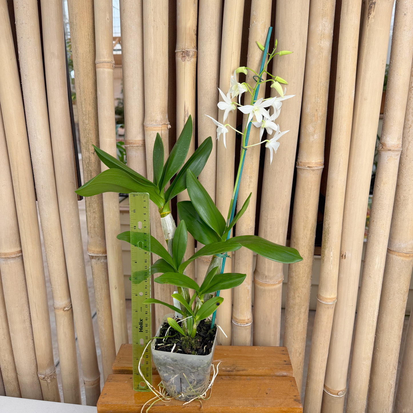 Den. White Grace 'Sato' (4" Pot) - Buds