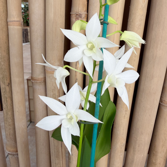 Den. White Grace 'Sato' (4" Pot) - Buds