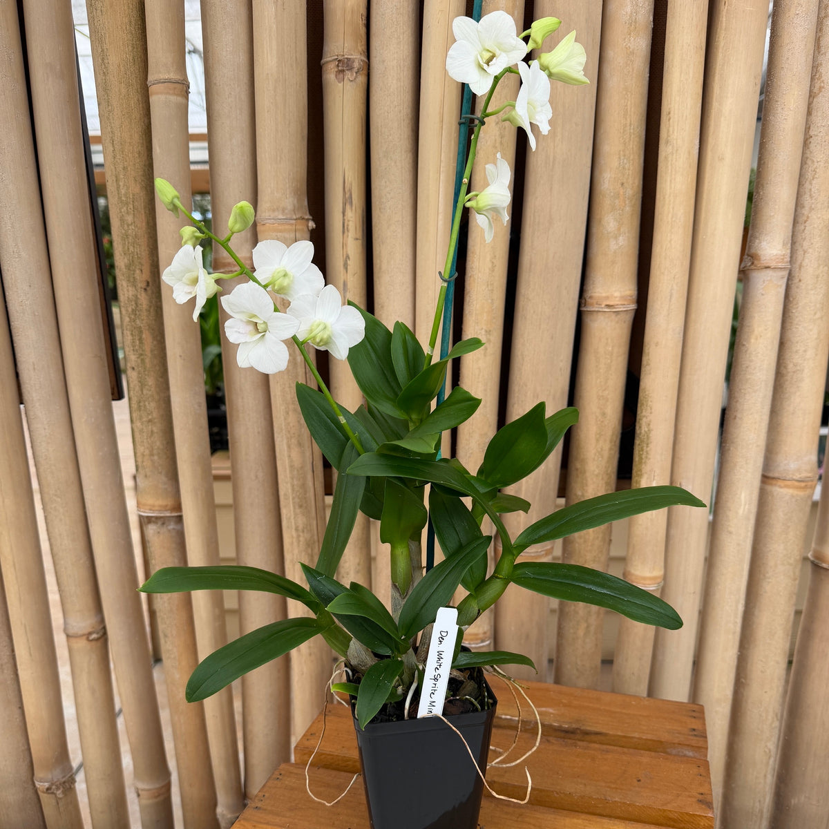 Dendrobium White Sprite Mini (4" Pot) - Not Blooming