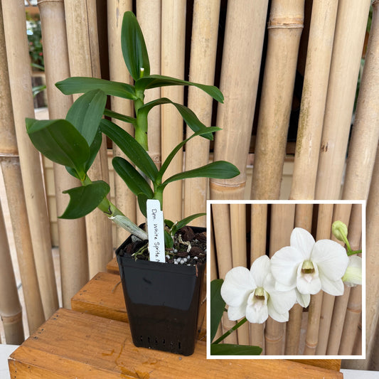 Dendrobium White Sprite Mini (4" Pot) - Not Blooming