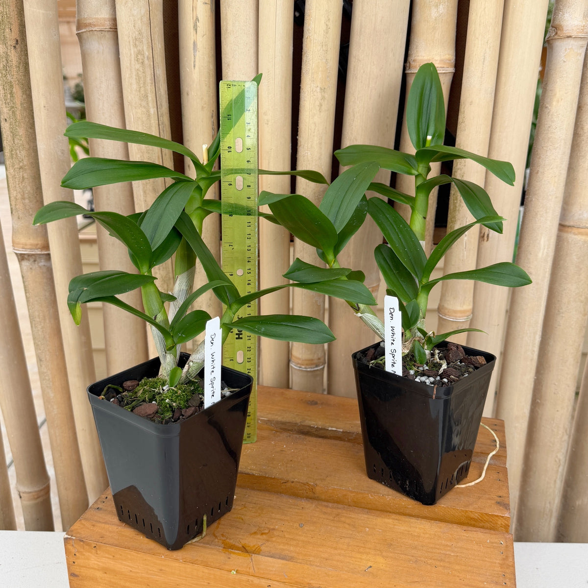 Dendrobium White Sprite Mini (4" Pot) - Not Blooming