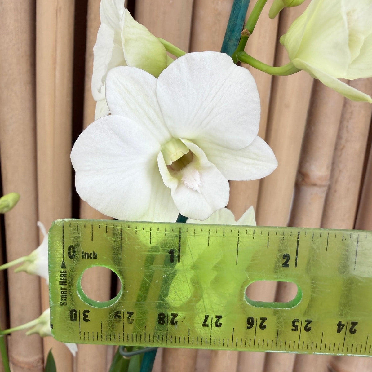 Dendrobium White Sprite Mini (4" Pot) - Not Blooming