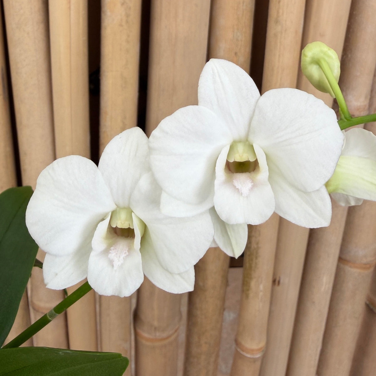 Dendrobium White Sprite Mini (4" Pot) - Not Blooming
