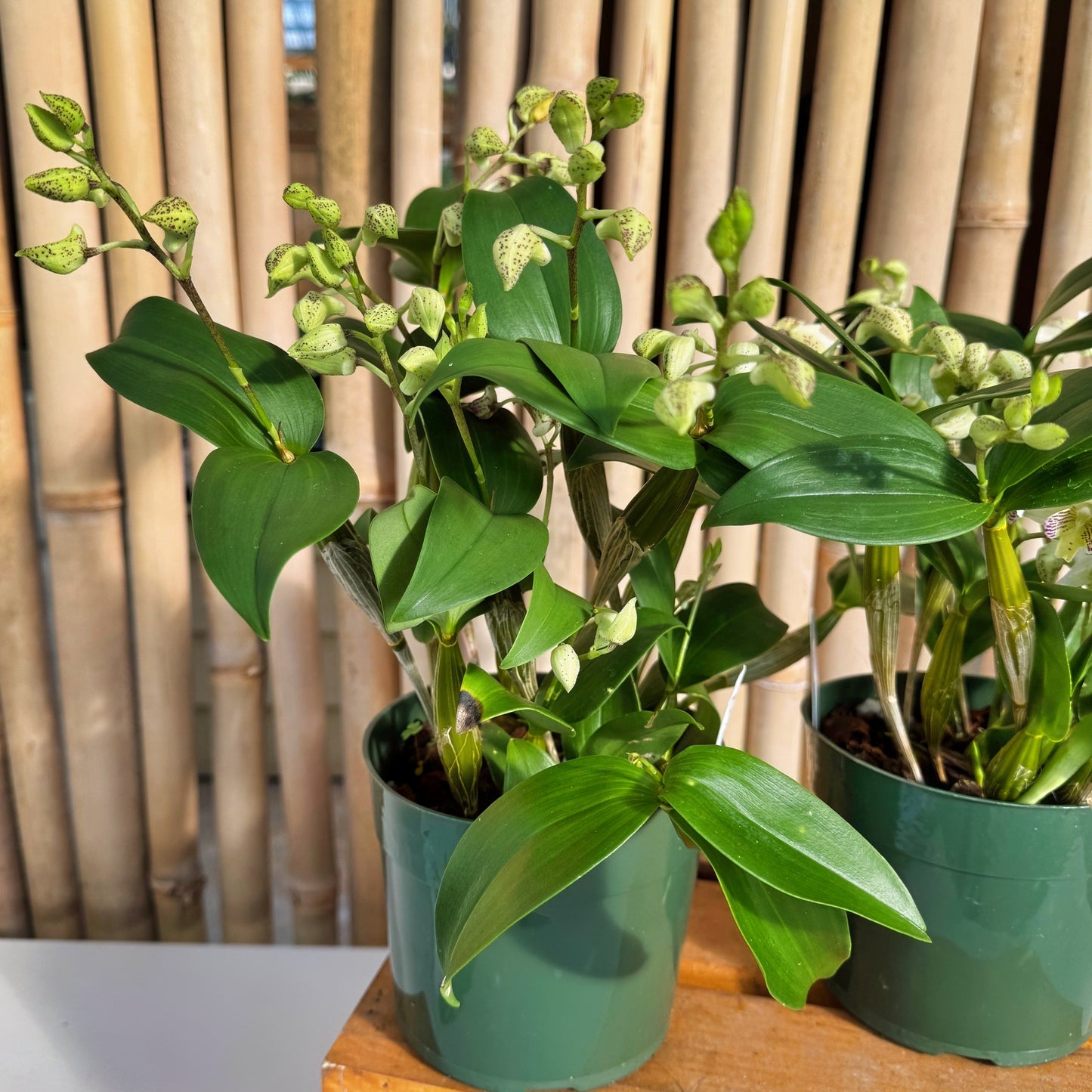 Den. Winter Pixie x Den. normanbyense (5.5" Pot) - Multispiking