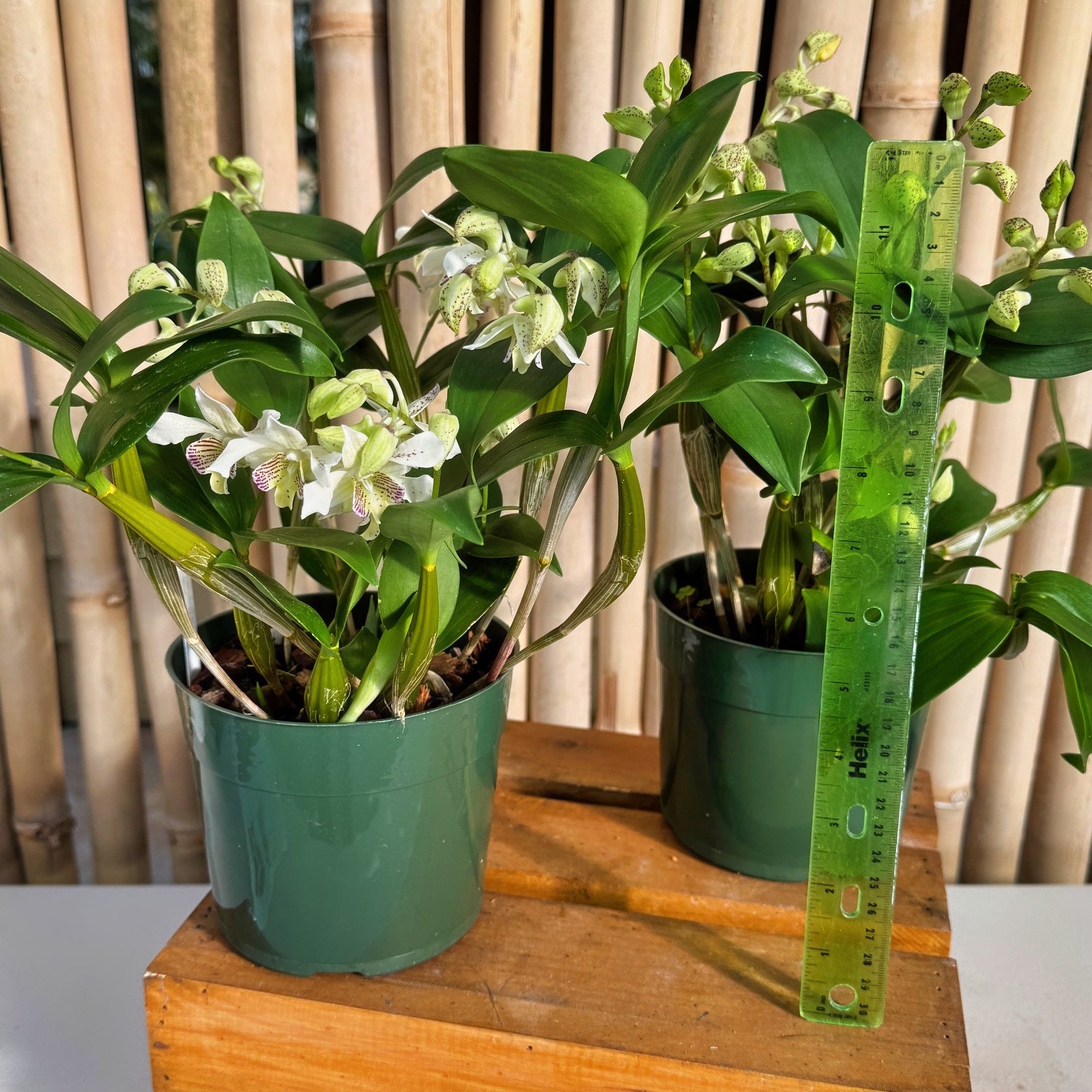 Den. Winter Pixie x Den. normanbyense (5.5